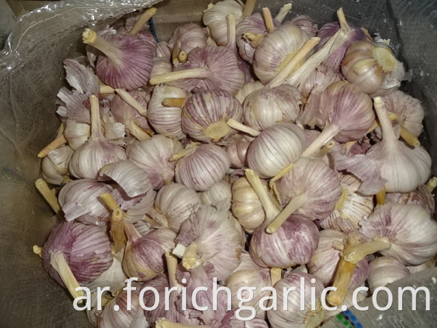 Fresh Normal Garlic Jinxiang